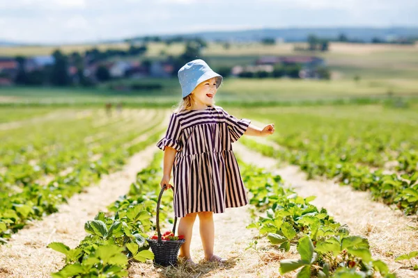 夏天的晴天，快乐的小女孩在有机浆果农场采摘和吃着健康的草莓。孩子有乐趣的帮助。草莓种植园里的孩子成熟的红莓. — 图库照片