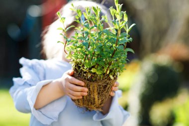 Elinde yeşil bitkiler filizlenen bir bahçe küreği tutan küçük kızın yakın çekimi. Sevimli çocuk bahçeciliği, ekmeyi ve sebze yetiştirmeyi ev bahçesinde öğreniyor. Ekoloji, organik gıda.