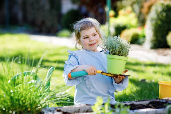 Adorable little toddler girl holding garden shovel with green plants seedling in hands. Cute child learn gardening, planting and cultivating vegetables herbs in domestic garden. Ecology, organic food. — Stock Photo, Image