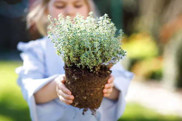 Close-up de menina pequena criança segurando pá de jardim com plantas verdes plântulas nas mãos. Criança bonito aprender jardinagem, plantio e cultivo de hortaliças ervas em casa jardim. Ecologia, alimentos orgânicos. — Fotografia de Stock