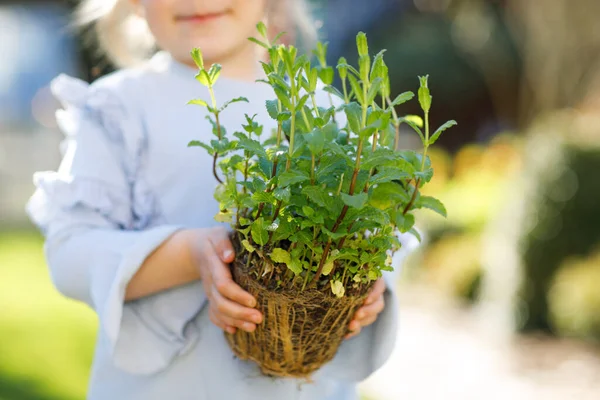 Primer plano de la pequeña niña sosteniendo la pala de jardín con plantas verdes plántulas en las manos. Lindo niño aprende jardinería, plantar y cultivar hierbas vegetales en el jardín casero. Ecología, alimentación ecológica. —  Fotos de Stock