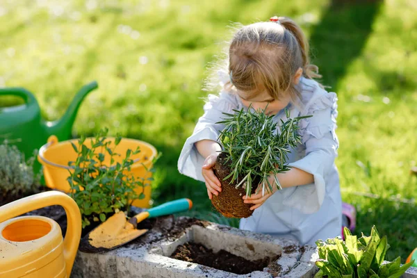 Adorable little toddler girl holding garden shovel with green plants seedling in hands. Cute child learn gardening, planting and cultivating vegetables herbs in domestic garden. Ecology, organic food. — Stock Photo, Image