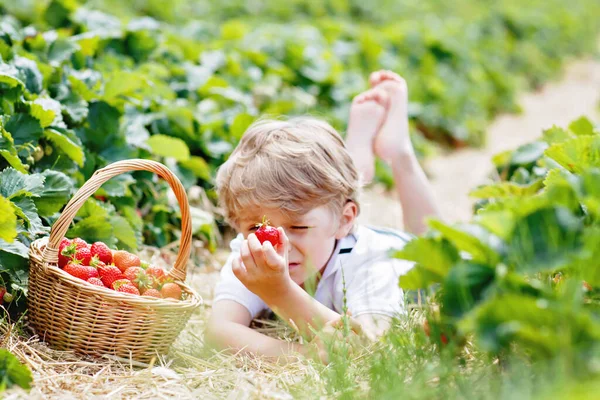 Malý chlapec sbírá jahody na bio farmě, venku. — Stock fotografie