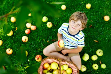 Güzel sarışın mutlu çocuk organik çiftlikte sonbaharda açık havada kırmızı elma toplayıp yiyor. Küçük komik anaokulu çocuğu, bahçe bahçesinde yardım edip hasatla eğleniyor..