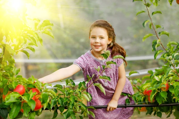 Portrét malé školačky v barevných šatech a gumových gumových botách s červenými jablky v organickém sadu. Rozkošné šťastné zdravé dítě sbírá čerstvé zralé ovoce ze stromů a baví. — Stock fotografie