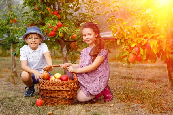 Portret dziewczynki i chłopca z czerwonymi jabłkami w organicznym sadzie. Szczęśliwe rodzeństwo, dzieci, brat i siostra zbierają dojrzałe owoce z drzew i dobrze się bawią. Sezon zbiorów dla rodziny. — Zdjęcie stockowe
