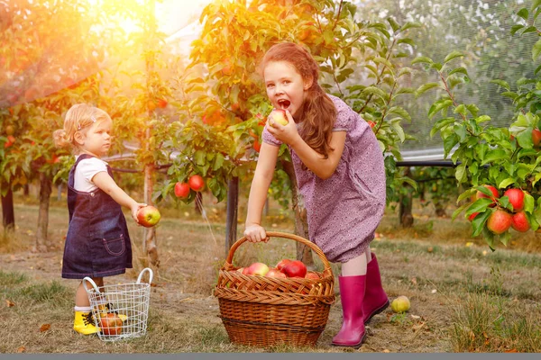 Portret dwójki rodzeństwa, małego malucha i dzieciaka z czerwonymi jabłkami w organicznym sadzie. Szczęśliwe rodzeństwo, dzieci, piękne siostry zbierające dojrzałe owoce z drzew, bawiące się. Rodzina, okres zbiorów — Zdjęcie stockowe