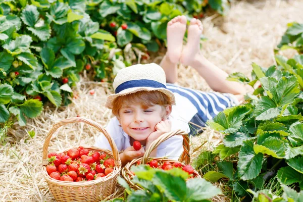 Маленький хлопчик збирає полуницю на органічній біо фермі, на відкритому повітрі . — стокове фото