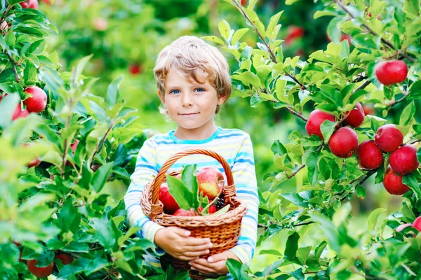 Ενεργό χαρούμενο ξανθό αγόρι που μαζεύει και τρώει κόκκινα μήλα σε βιολογική φάρμα, φθινόπωρο σε εξωτερικούς χώρους. Αστείο μικρό παιδί προσχολικής ηλικίας διασκεδάζει με τη βοήθεια και τη συγκομιδή. — Φωτογραφία Αρχείου