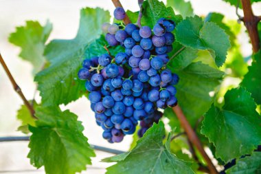 Kurumuş bir şaraphanede şarap tüccarı tarafından hasat edilmeye hazır mavi üzümler. Almanya 'da Mosel ve Ren yakınlarında ünlü bir üzüm bağı. Lezzetli kırmızı şarap yapmak. Alman Rheingau bölgesi.