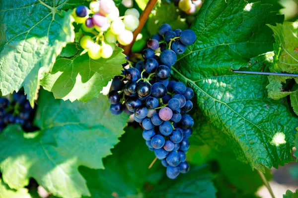 Uvas azules listas para la vendimia elaboradas por un viticultor en una bodega establecida. Famoso viñedo cerca de Mosel y el Rin en Alemania. Elaboración de delicioso vino tinto. Región alemana de Rheingau. —  Fotos de Stock