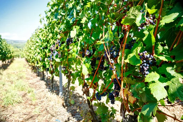 Uvas azules listas para la vendimia elaboradas por un viticultor en una bodega establecida. Famoso viñedo cerca de Mosel y el Rin en Alemania. Elaboración de delicioso vino tinto. Región alemana de Rheingau. —  Fotos de Stock