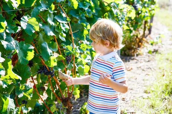 Sonriente niño rubio feliz recogiendo uvas azules maduras en la vid. Niño ayudando con la cosecha. viñedo amous cerca de Mosel y el Rin en Alemania. Elaboración de delicioso vino tinto. Región alemana de Rheingau. — Foto de Stock