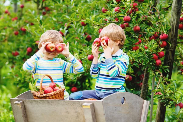 Dva roztomilí, šťastní chlapci, kteří sbírají a jedí červená jablka na ekologické farmě, na podzim venku. Vtipné malé školky děti, sourozenci, dvojčata a nejlepší přátelé baví s pomocí sklizně — Stock fotografie