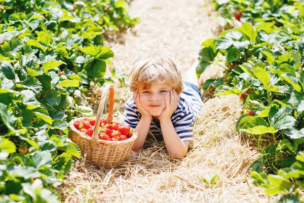 Kleiner Junge pflückt Erdbeeren auf Biobauernhof im Freien. — Stockfoto