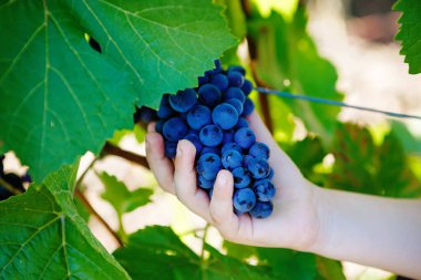 Arka planda olgunlaşmış mavi üzümlü bir çocuğun el resmi. Çocuk hasat için yardım ediyor. İtalya, Toskana yakınlarındaki üzüm bağları. Meyveli çocuk elleri