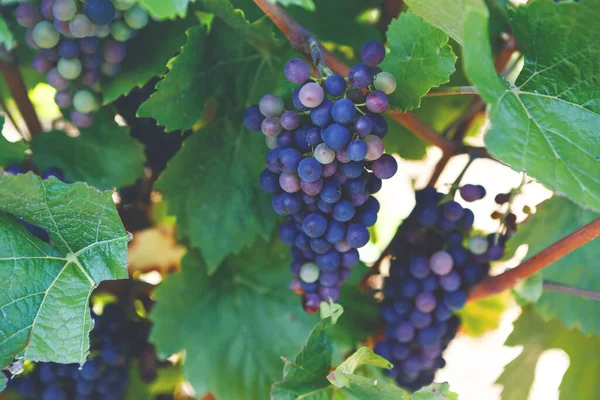 Szüretelésre kész kék szőlő, amelyet egy pincészet szőlésze készít. Híres szőlő közelében Mosel és Rajna Németországban. Finom vörösbort készítek. Német Rheingau régió. — Stock Fotó