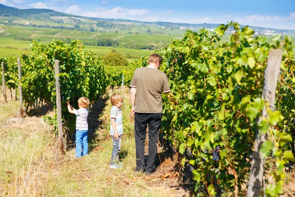 Winemaker, wine grower or grape picker and two children with ripe blue grapes on grapevin. Man and son, preschool boys harvesting. Mosel Rhine in Germany. Family making delicious red wine. — Stock Photo, Image