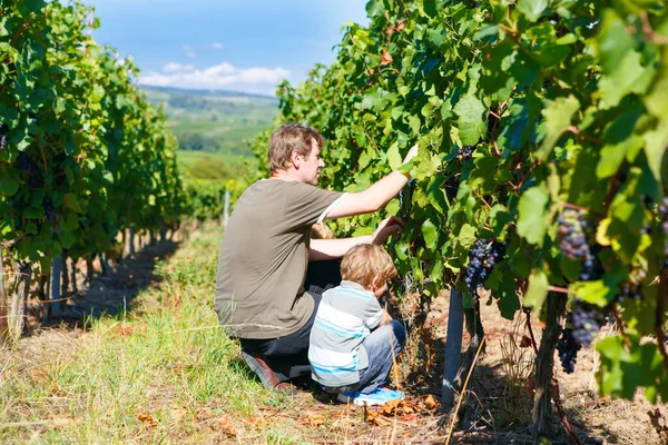 Winzer, Winzer oder Traubenpflücker und Kind mit reifen blauen Trauben auf dem Rebstock. Mann und Sohn ernten. Moselrhein. Familie macht köstlichen Rotwein. Rheingau. — Stockfoto