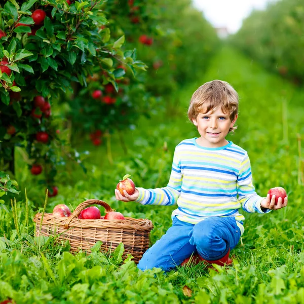 Active happy blond kid boy picking and eating red apples on organic farm, autumn outdoors — Stock Photo, Image