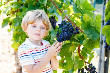 Gülümseyen mutlu sarışın çocuk, dedikodu üzümleri topluyor. Çocuk hasat için yardım ediyor. Almanya 'da Mosel ve Ren yakınlarındaki Amous Vineyard' da. Lezzetli kırmızı şarap yapmak. Alman Rheingau bölgesi.