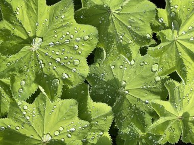 Yeşil yaprakta parlayan yağmur damlacıkları. Güneş ışığından parlayan damlalar. Doğadaki güzel yaprak dokusu. Dışarıda yağmur yağıyor. Yağmur ormanlarında büyük yapraklar. Doğa arkaplanı.