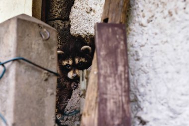 Evler arasında vahşi bir rakun. Almanya 'da rakunlar musallat olur. Hayvanlar binaları yıkar.