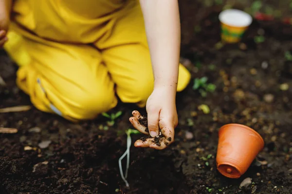 Close-up de mãos de menina pré-escolar plantando mudas de girassóis no jardim. Criança aprende jardinagem, plantio e cultivo de flores e plantas. Crianças e ecologia, conceito de ambiente. — Fotografia de Stock