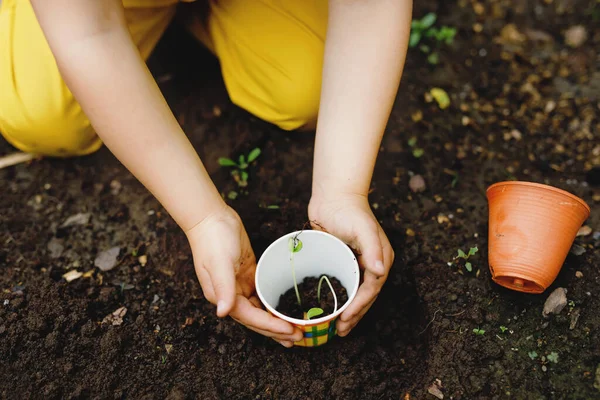 Close-up de mãos de menina pré-escolar plantando mudas de girassóis no jardim. Criança aprende jardinagem, plantio e cultivo de flores e plantas. Crianças e ecologia, conceito de ambiente. — Fotografia de Stock