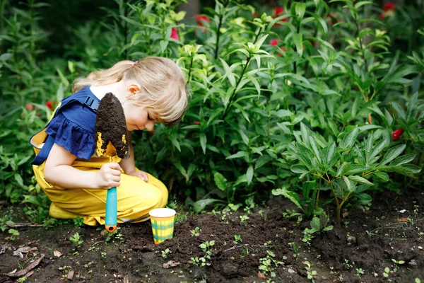 Little preschool girl planting seedlings of sunflowers in domestic garden. Toddler child learn gardening, planting and cultivating flower and plant. Kids and ecology, environment concept. — Stock Photo, Image