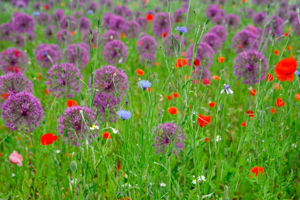 Florecimiento de cebollino silvestre de hoja ancha, allium senescens, creciendo en un día soleado en el jardín orgánico — Foto de Stock