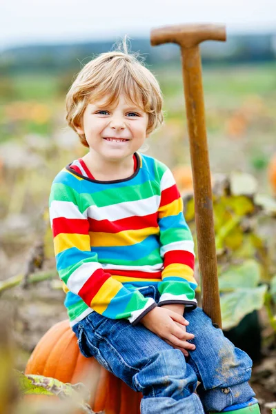 Adorabile ragazzino che raccoglie zucche sul cerotto di zucca di Halloween. — Foto Stock