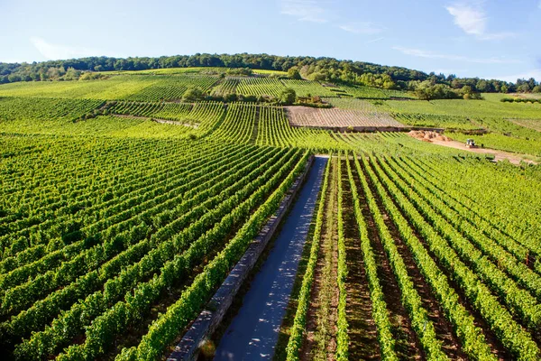 Slavný region Rheingau vinic na konci léta v Německu, zelené kopce za slunečného dne. Slavná vinařská oblast v blízkosti Moselu a Rýna v Německu. Dělat z lahodného červeného vína. — Stock fotografie