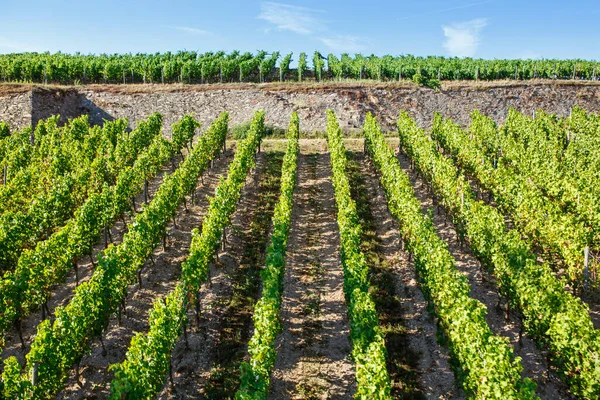 Slavný region Rheingau vinic na konci léta v Německu, zelené kopce za slunečného dne. Slavná vinařská oblast v blízkosti Moselu a Rýna v Německu. Dělat z lahodného červeného vína. — Stock fotografie