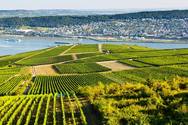 著名的莱茵高葡萄园产于德国夏末,是阳光明媚的青山.德国莫泽尔和莱茵河附近著名的葡萄园区。制作美味的红酒. — 图库照片