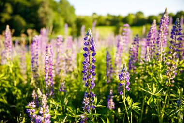 Yaz günü çiçek açan lupinlerle kaplı bir tarlada gün batımı.