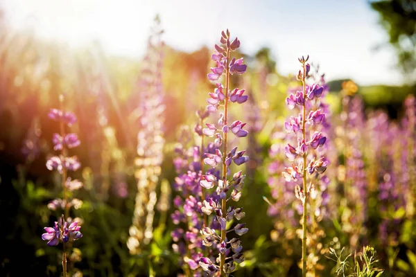 Puesta de sol en un campo cubierto de altramuces florecientes en el día de verano. — Foto de Stock