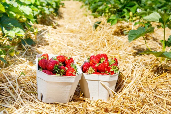 Scatole di carta con fragole mature fresche in una fattoria o in un campo di bacche. — Foto Stock