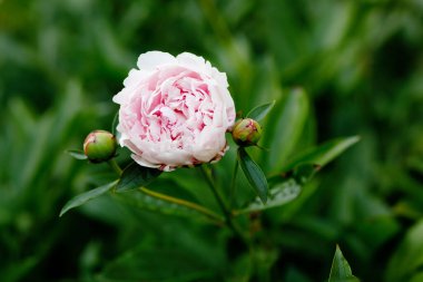 Bahçede çiçek açan güzel şakayık çiçekleri. Çiçek açan pembe şakayıklara yakın çekim.
