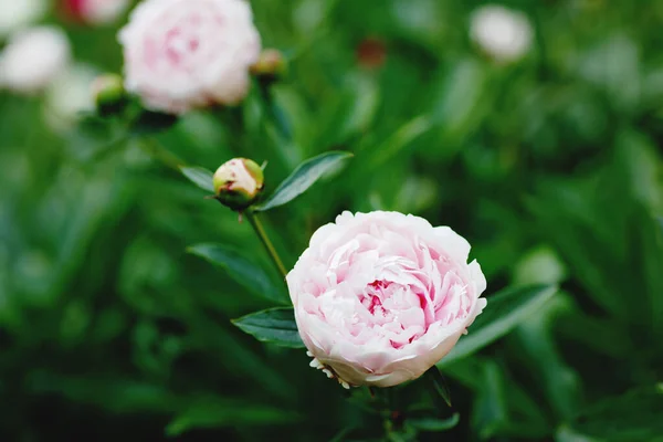 Bellissimi fiori di peonia in fiore in giardino. Primo piano delle peonie rosa in fiore. — Foto Stock