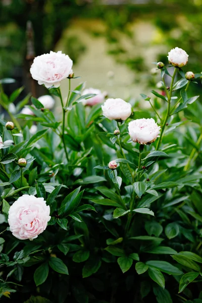 Schöne blühende Pfingstrosen im Garten. Nahaufnahme blühender rosa Pfingstrosen. — Stockfoto