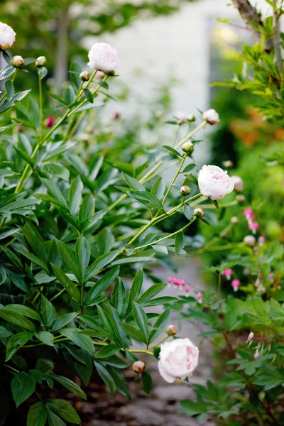 Schöne blühende Pfingstrosen im Garten. Nahaufnahme blühender rosa Pfingstrosen. — Stockfoto