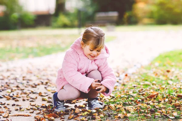 Adorable linda niña recogiendo castañas en un parque en el día de otoño. Niño feliz divirtiéndose con la búsqueda de castaño y follaje. Actividades otoñales con niños. —  Fotos de Stock