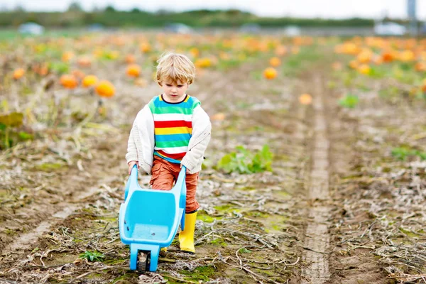Adorable petit garçon ramassant des citrouilles sur Halloween patch citrouille. — Photo