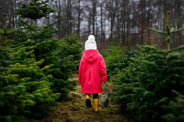 Förtjusande liten flicka med julgran på gran skärande plantage. Glada barn i vinter mode kläder välja, klippa och fälla egna xmas träd i skogen, familjetradition i Tyskland — Stockfoto