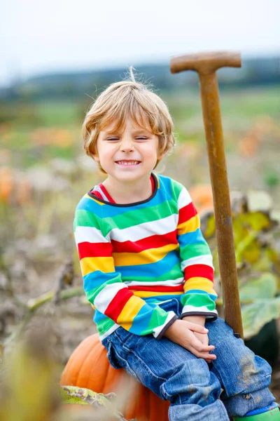 Adorable little kid boy picking pumpkins on Halloween pumpkin patch. Child playing in field of squash. Kid pick ripe vegetables on a farm in Thanksgiving holiday season. Family having fun in autumn — Stock Photo, Image