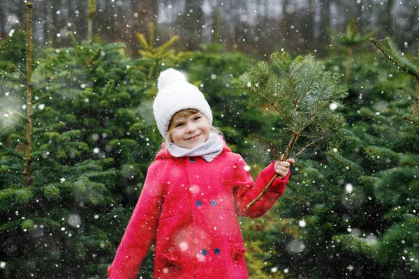 Adorable little toddler girl with Christmas tree on fir tree cutting plantation . Happy child in winter fashion clothes choosing, cut and felling own xmas tree in forest, family tradition in Germany — Stock Photo, Image