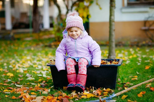 Little toddler girl working with rake in autumn garden or park. Adorable happy healthy child having fun with helping of fallen leaves from trees. Cute helper outdoors. child learning help parents — Stock Photo, Image