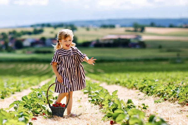 Szczęśliwa dziewczynka zbierająca i jedząca zdrowe truskawki na farmie organicznych jagód latem, w słoneczny dzień. Dziecko dobrze się bawi pomagając. Dziecko na polu plantacji truskawek, dojrzałe czerwone jagody. — Zdjęcie stockowe