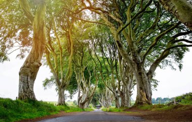 Bulutlu bir günde Kuzey İrlanda 'nın Antrim ilçesindeki muhteşem Karanlık Çitler. Bregagh Yolu boyunca Armoy ve Stranocum arasında kayın ağaçlarından oluşan bir cadde. Turistler olmadan boş yol